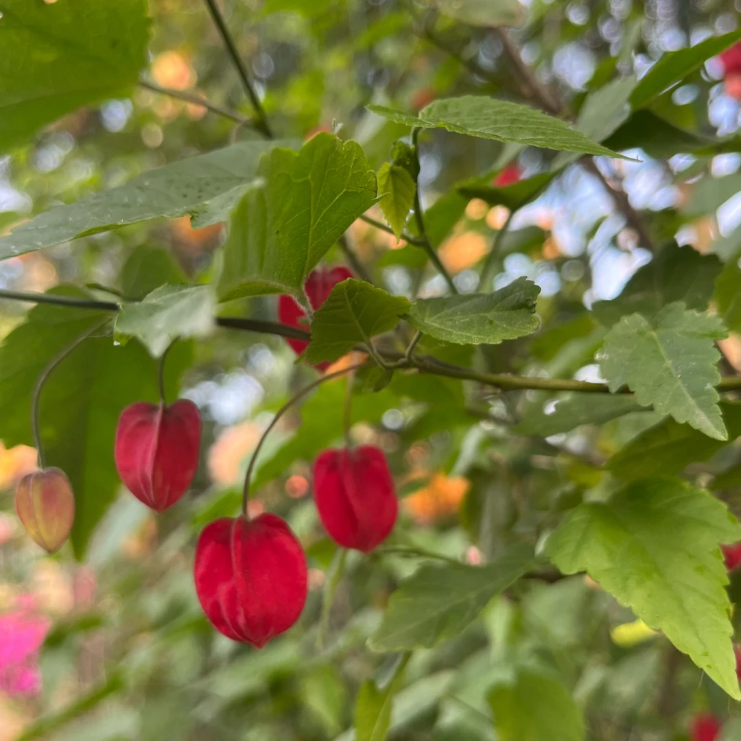 灯笼花四季开花不断多年生耐热耐寒庭院阳台爬藤垂吊好养易活