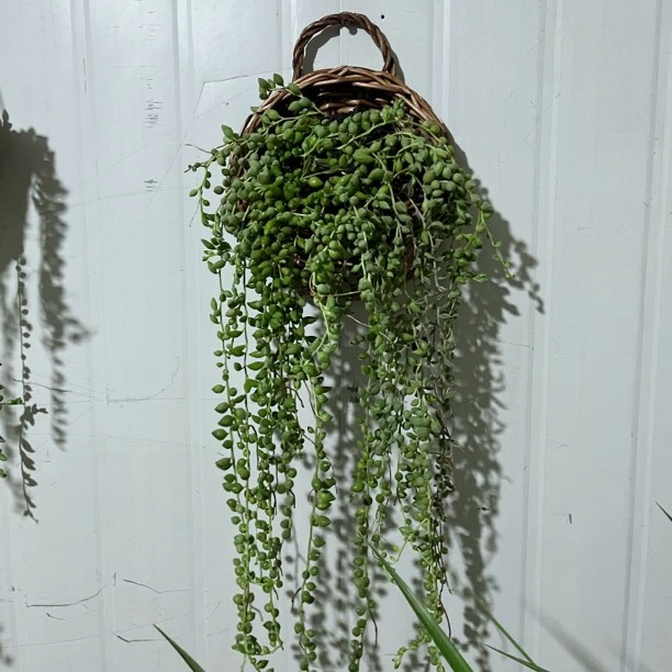 佛珠情人泪吊兰盆栽花卉室内观赏多肉植物