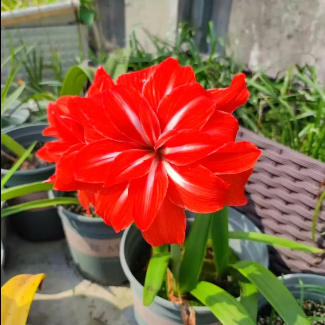 「双马戏团」朱顶红花卉绿植盆栽四季种植阳台室内造景风雨植物