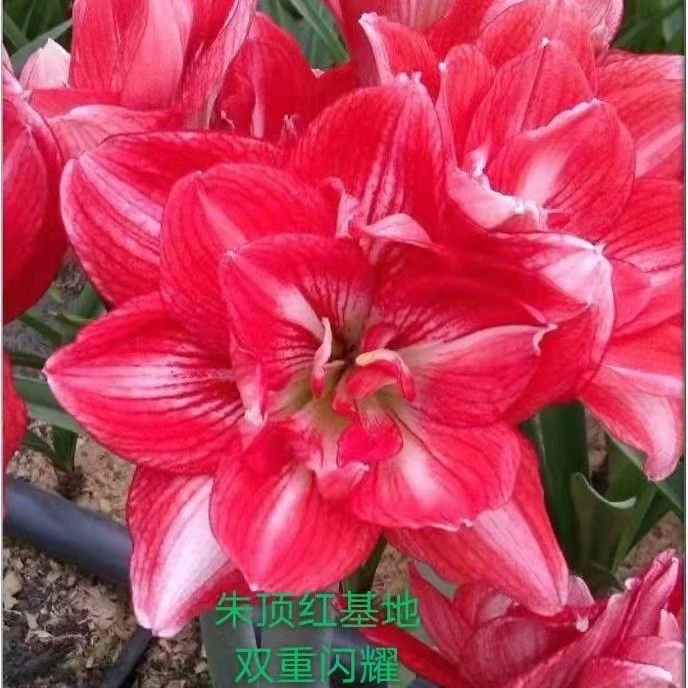 自然球朱顶红种球阿弗雷冰皇后双王玫瑰花样朱顶红盆栽地栽