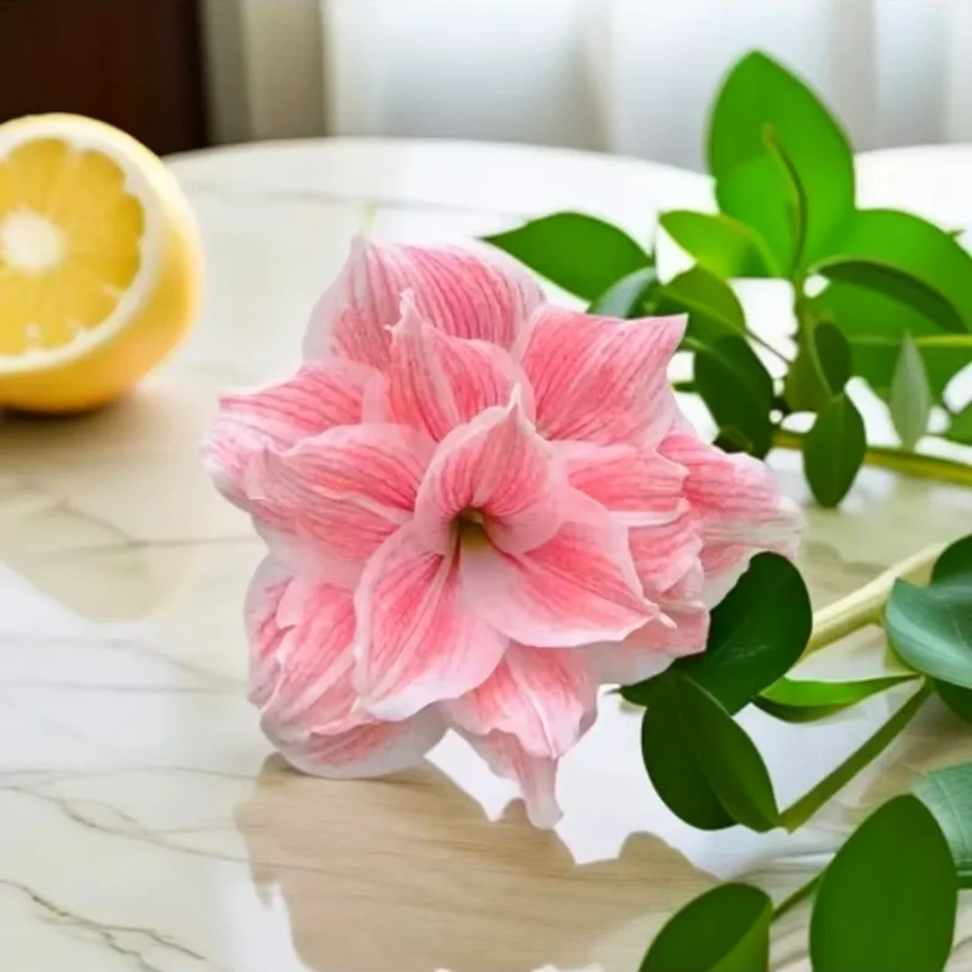 「初恋」自然球朱顶红种球 重瓣  多年生 室内外盆栽花卉种植