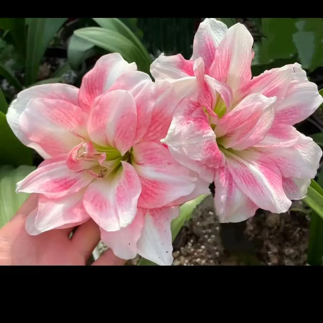 【蓝色蜂鸟】★澳洲重瓣原生朱顶红种球室内外盆栽花卉种植北方