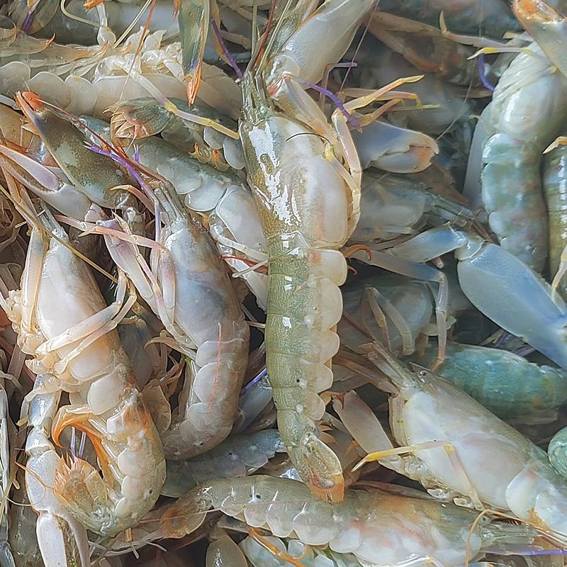 【野生嘎巴虾】4斤大连野生嘎巴虾速冻发货顺丰包邮