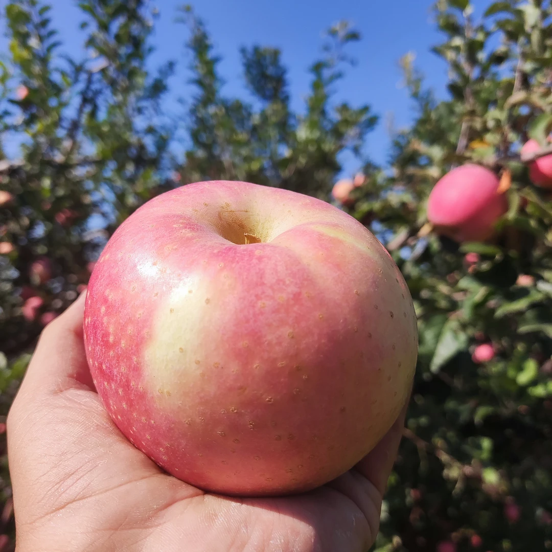 【大连冰糖脆彩虹王林苹果】1斤顺丰包邮礼盒发货