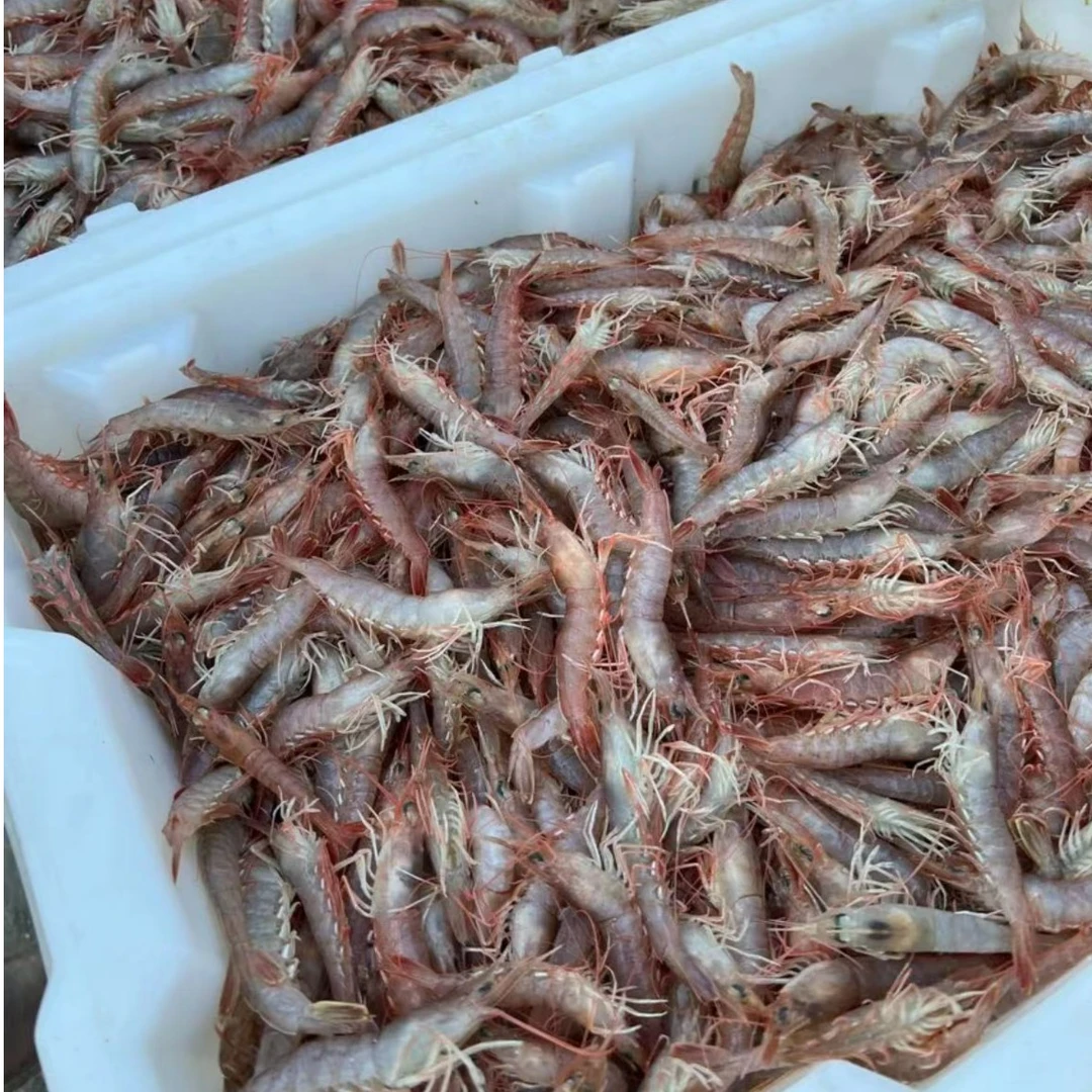 【大连旅顺野生鹰爪虾】灯笼红虾新鲜通红4斤装顺丰包邮
