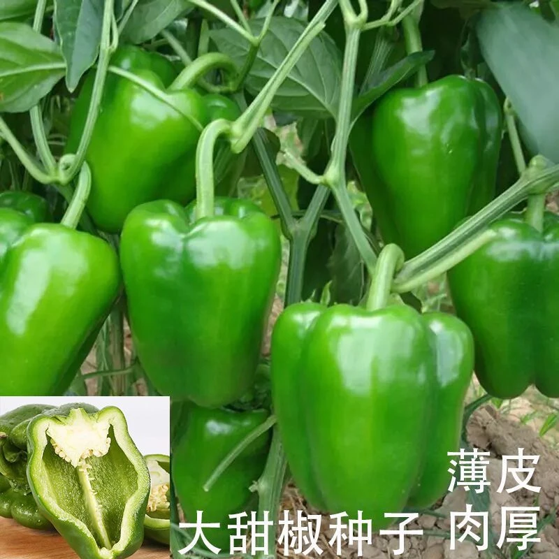 甜椒种子大甜椒青椒灯笼椒菜椒辣椒种子阳台春秋冬季蔬菜种子