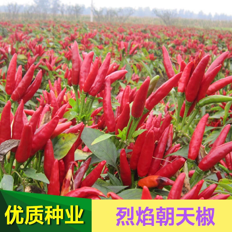 朝天椒种子辣椒大新品种大四季小米辣种籽蔬菜