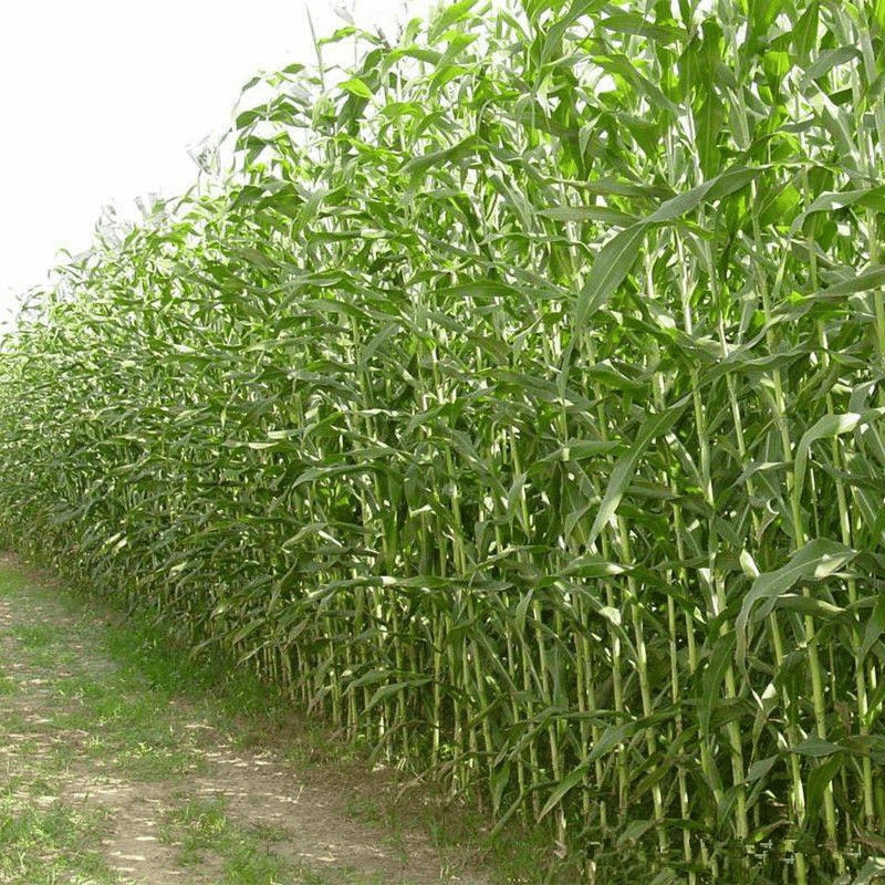 甜甜杆种子春夏秋四季播甘甜多汁水果甜高粱杆籽北方小甘蔗孑