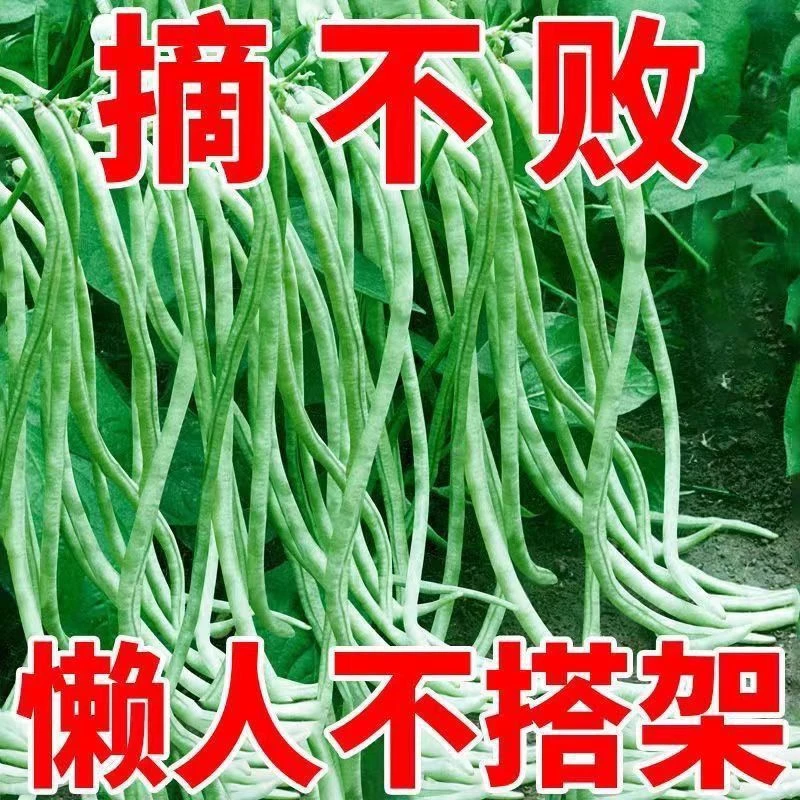 摘不败无架长豆角种不用搭架子的长豆角蔬菜种四季播种长豇豆