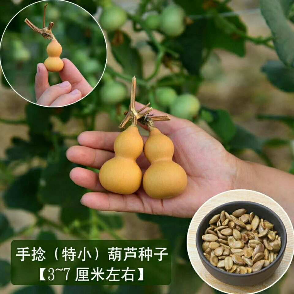 四季爬藤植物庭院手捻葫芦宝葫芦葫芦种籽