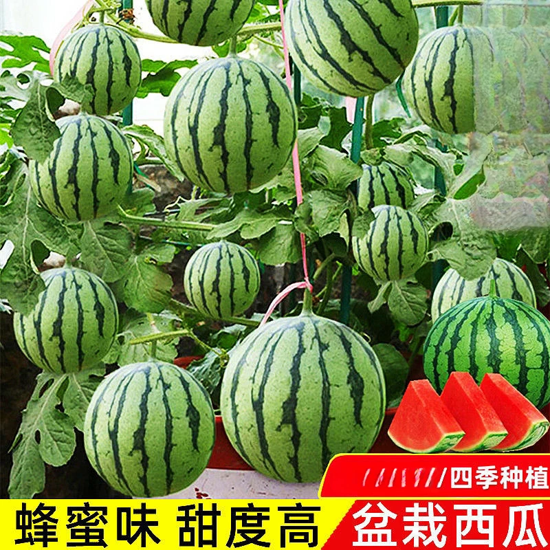 甜蜜罐小西瓜种子无籽小西瓜种子四季阳台种植麒麟西瓜种子