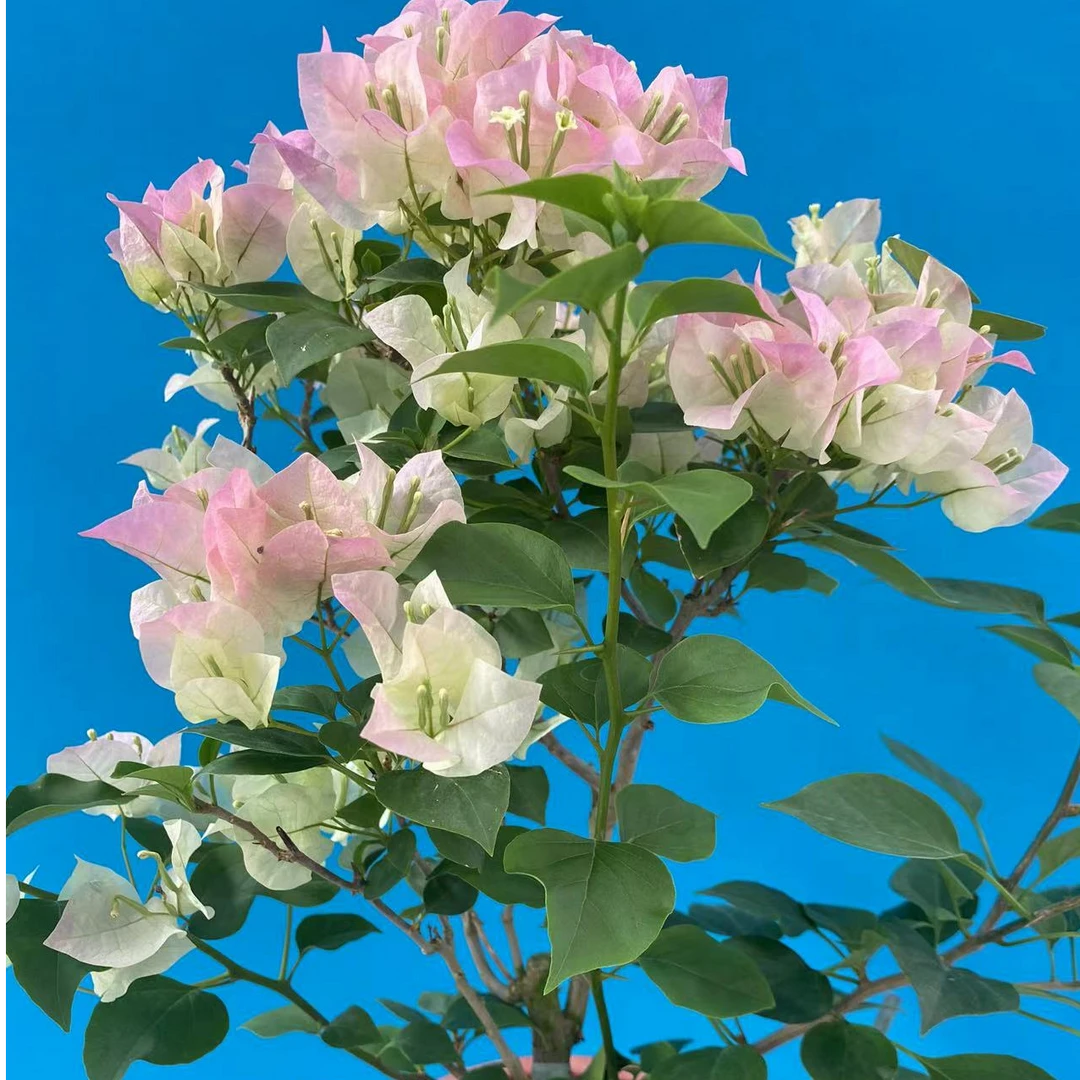 【三角梅花卉】  一物一拍链接  四季开花   喜阳花卉养护土壤根系