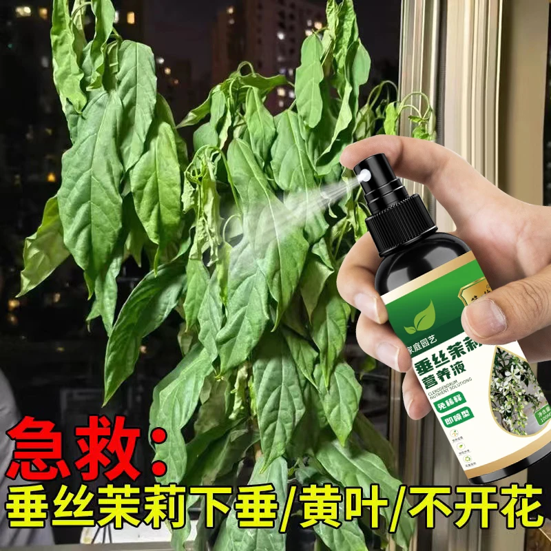 垂丝茉莉营养液绿叶壮苗促开花垂丝防落叶茉莉专用肥免稀释液体肥