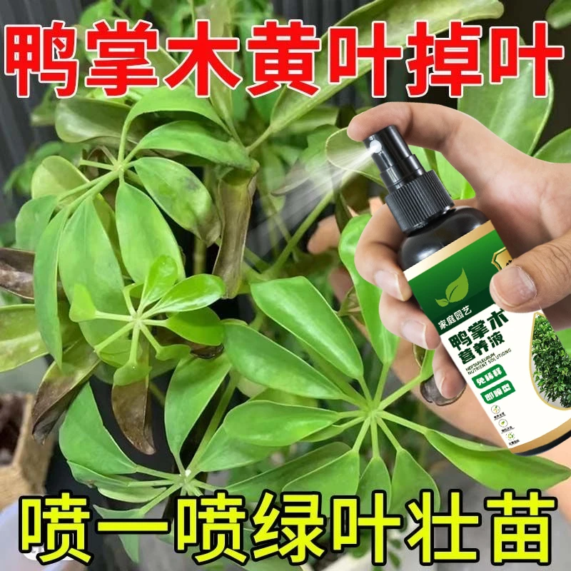 鸭掌木专用肥招财树营养液去黄叶烂叶枯萎免稀释植物营养液叶面肥