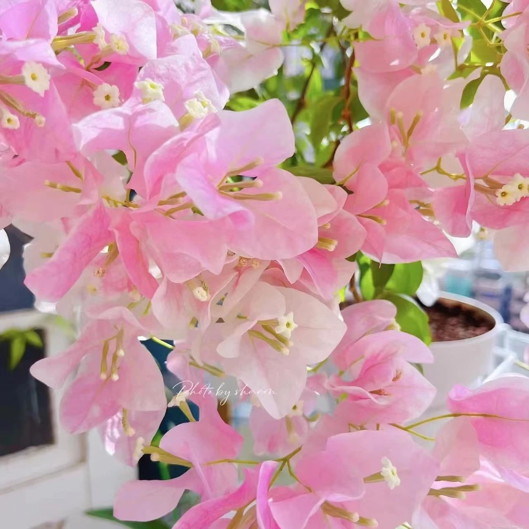 三角梅盆栽大苗重瓣带花发货中国红四季开花攀援花卉爬藤植物包邮