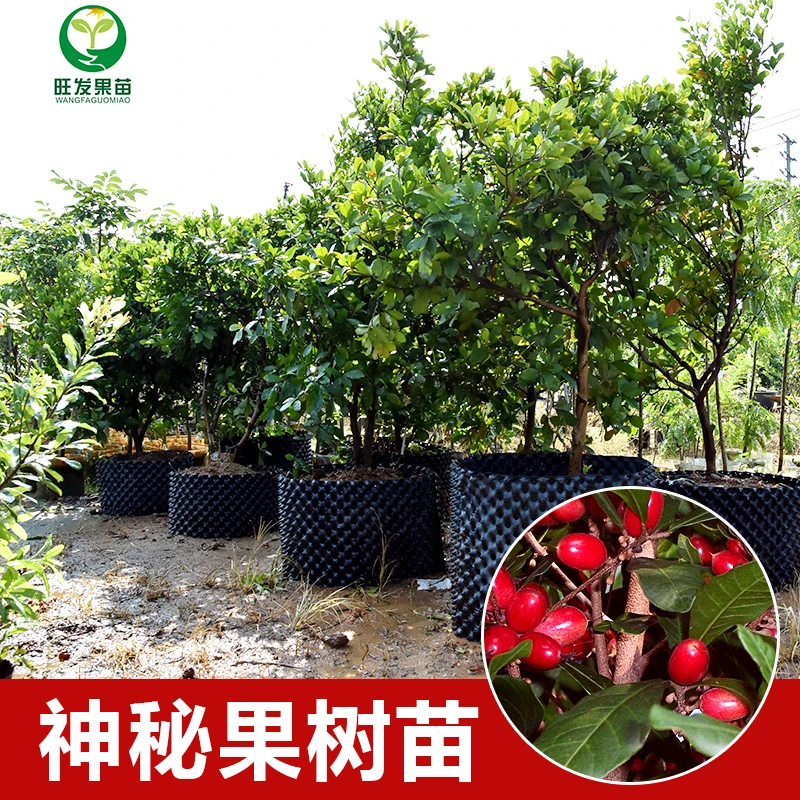 神秘果苗 吃了它吃什么都是甜的