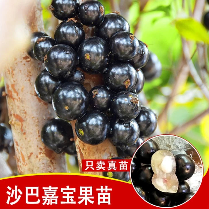 嘉宝果树葡萄树苗 沙巴树葡萄大树 一物一拍