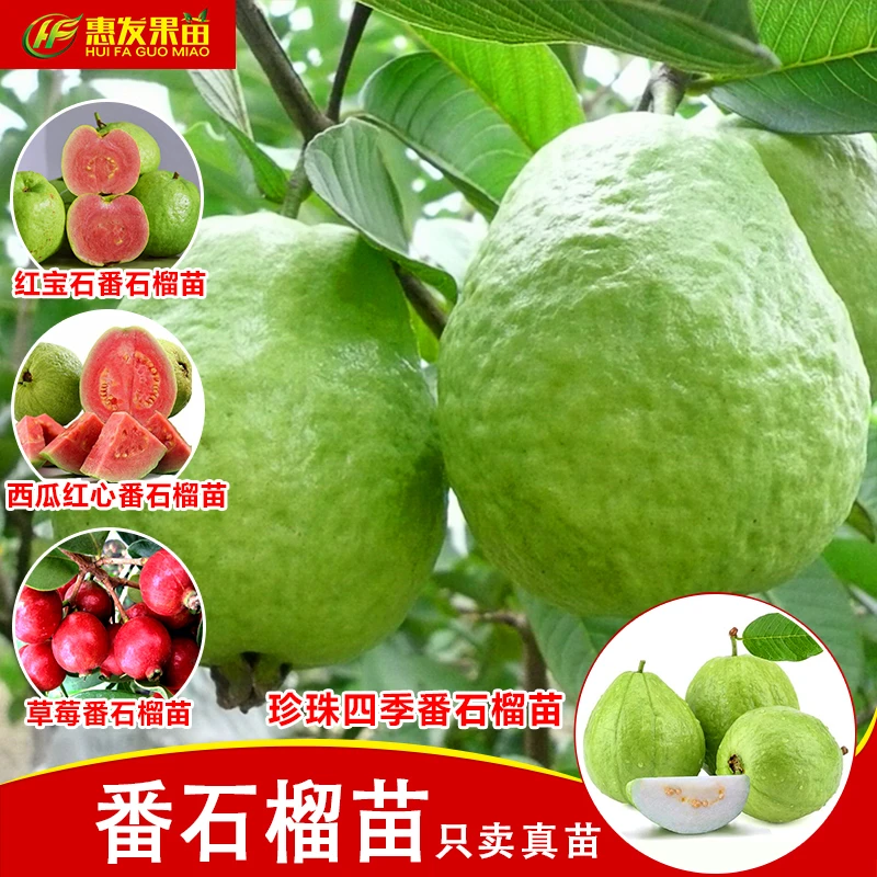 珍珠白肉番石榴苗 红肉番石榴果树苗 嫁接苗