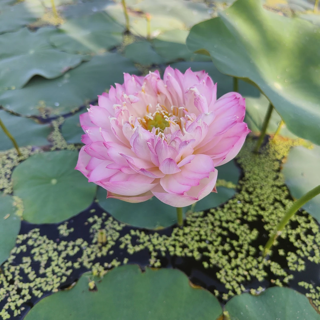 【粉群】小微型碗莲种藕盆栽观赏荷花水生植物花卉绿植阳台庭院楼顶