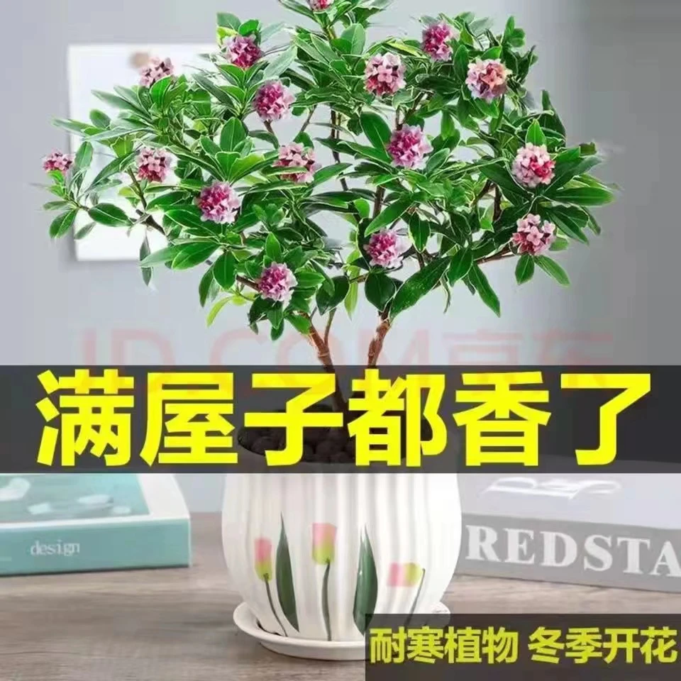 金边瑞香盆栽浓香型带花苞室内老桩客厅观花植物耐寒花卉四季开花