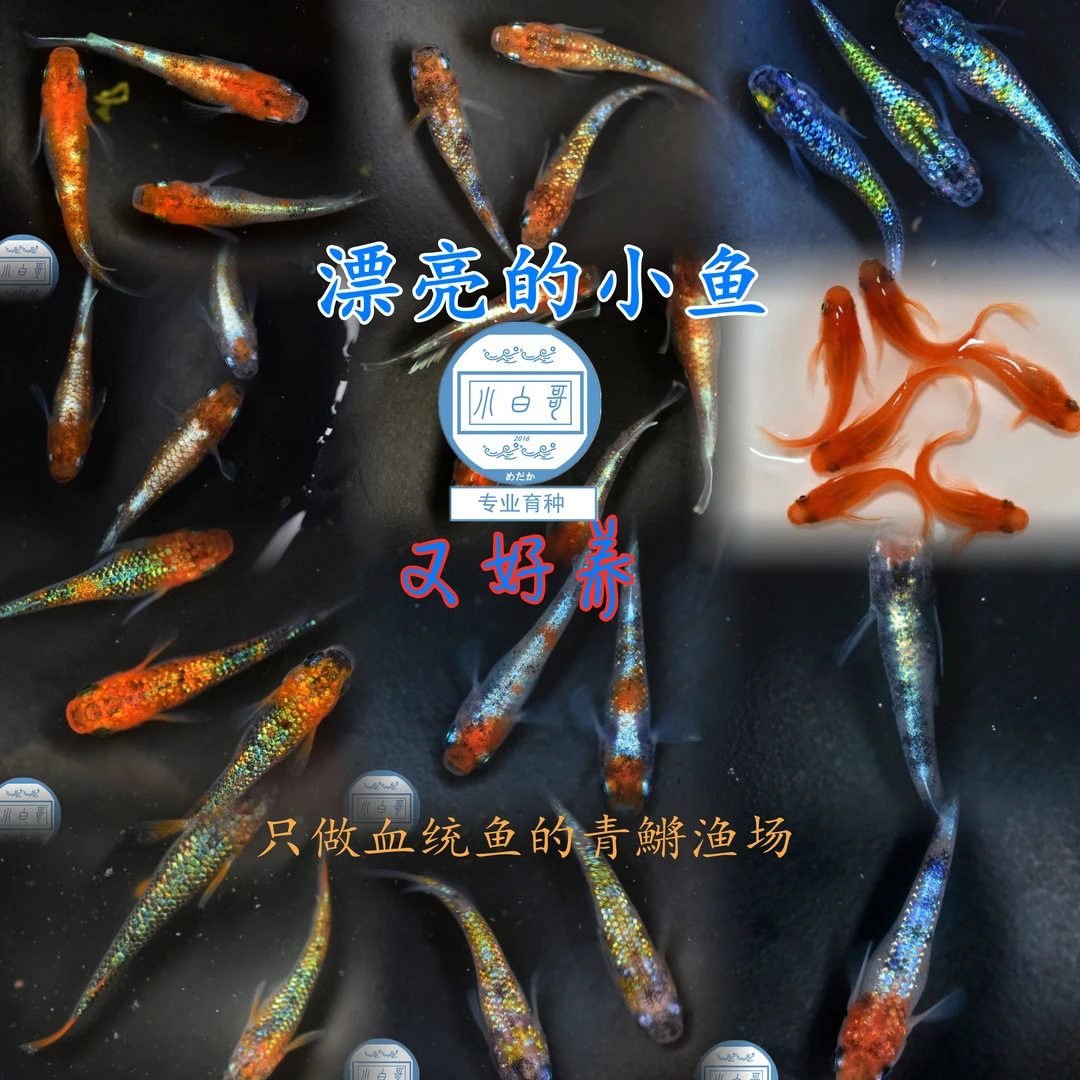 观背青鱂冷水鱼小白哥不加温观赏鱼专业育种金鱼孔雀鱼微型锦鲤
