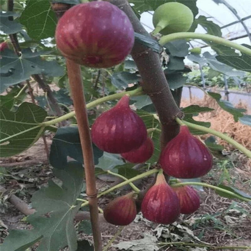 无花果树苗波姬红特大带土盆栽地栽果树苗当年结果南方北方种植
