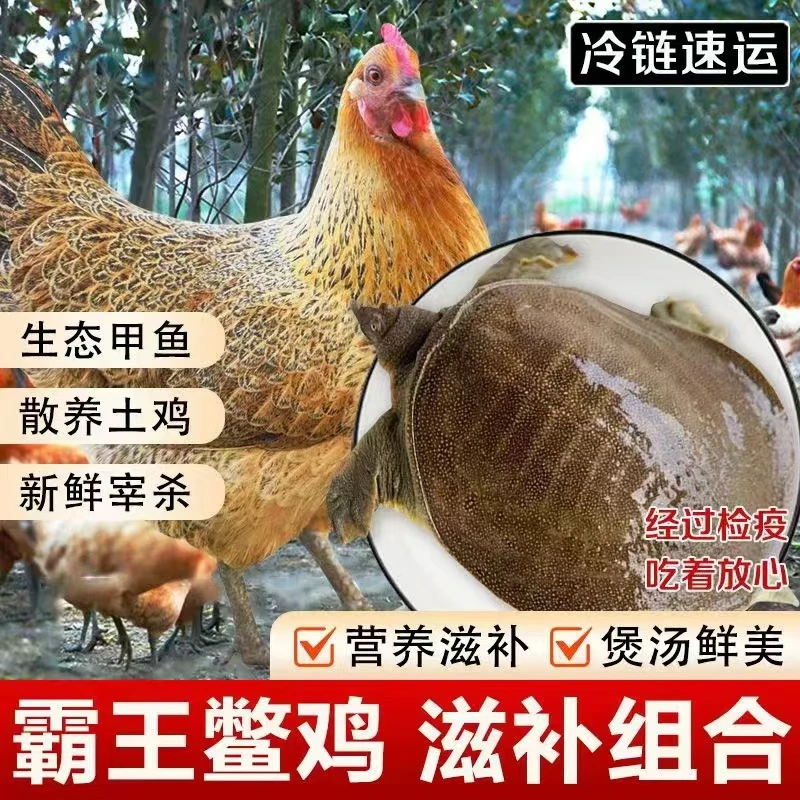 森聚轩 霸王鳖鸡 老母鸡一只+甲鱼一只 鳖鸡组合滋补套餐营养美味