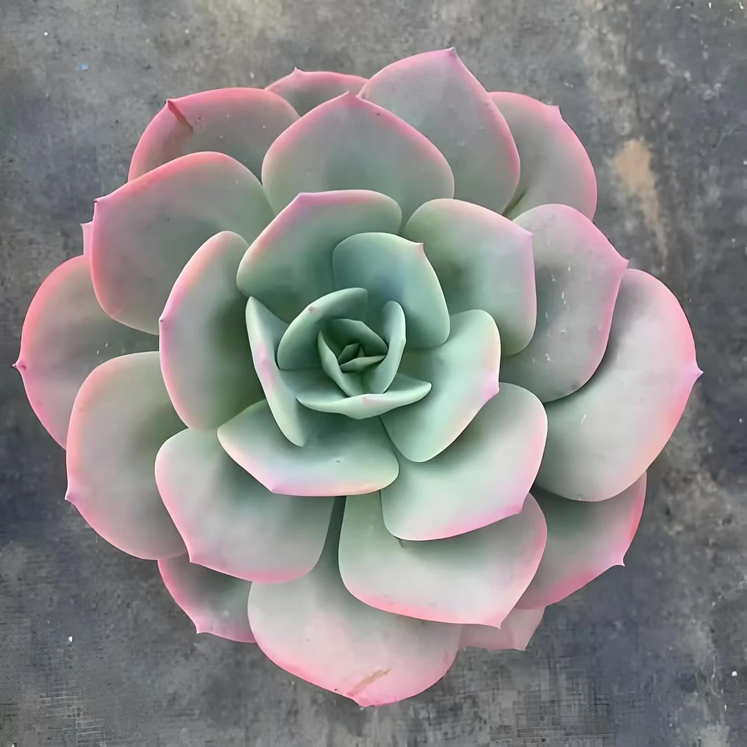 老桩大的单头血凤  新手必拍 好看好养 多肉植物云南昆明发货