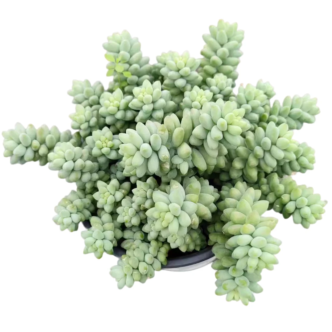 【玉坠】 新手必拍 好看好养 多肉植物云南昆明发货
