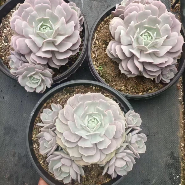 【多头露娜莲】 新手必拍 好看好养 多肉植物云南昆明发货
