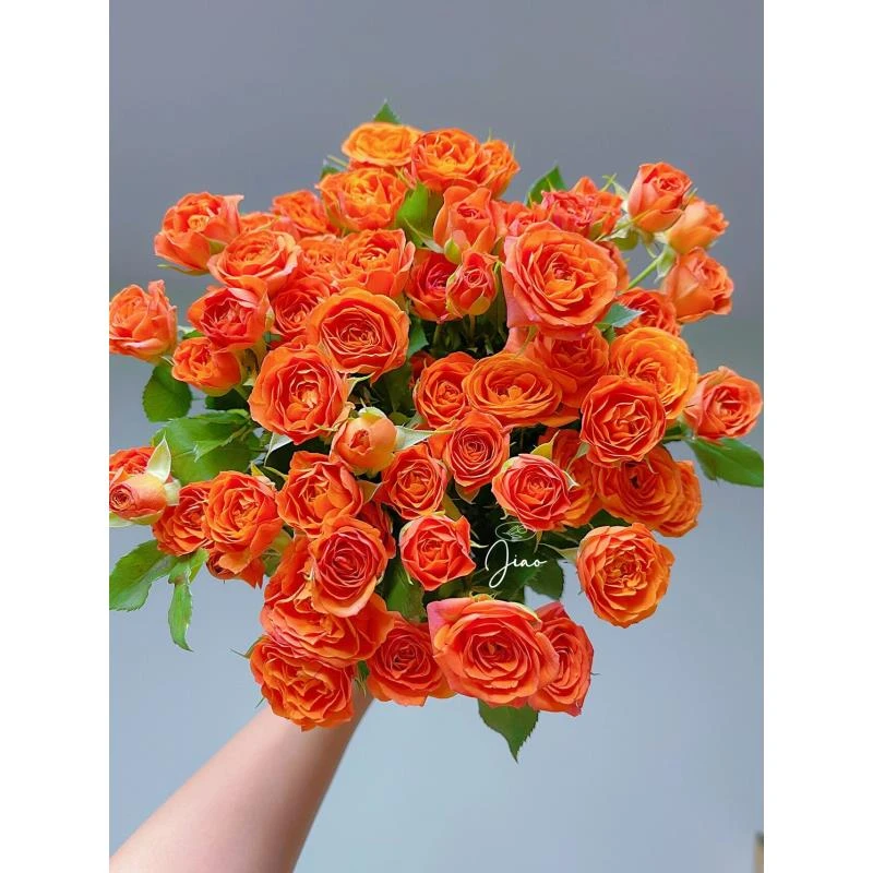 【香樟坊甄选】橙芭比多头泡泡玫瑰店铺直发