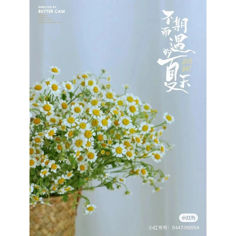 【香樟坊甄选】洋甘菊  鲜花精选 店铺现货包邮