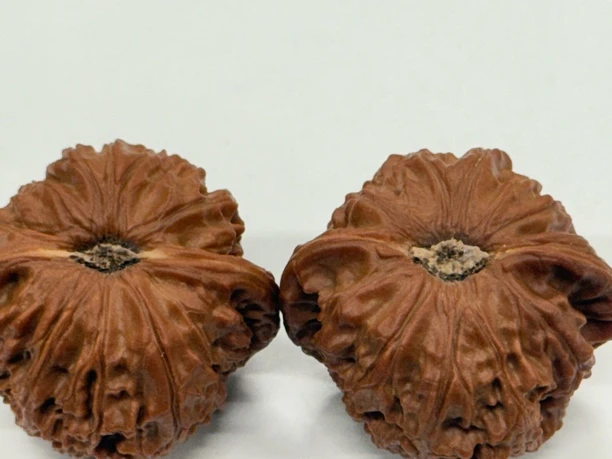 文玩精品闷白狮子头