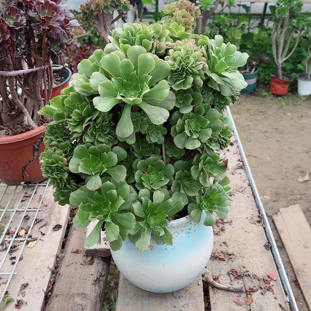 红陶20CM（含）-50CM（不含）你****鱼