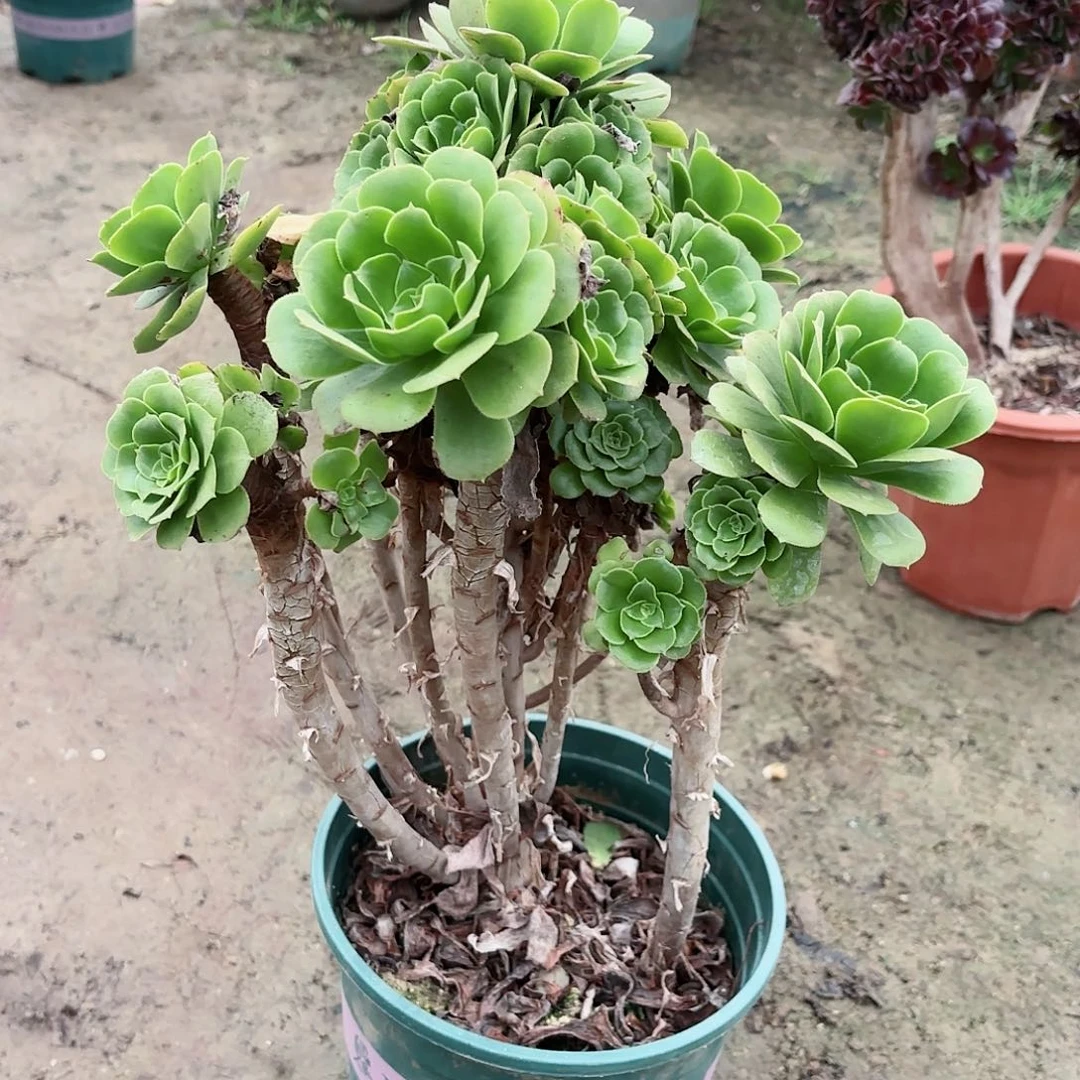 红陶20CM（含）-50CM（不含）