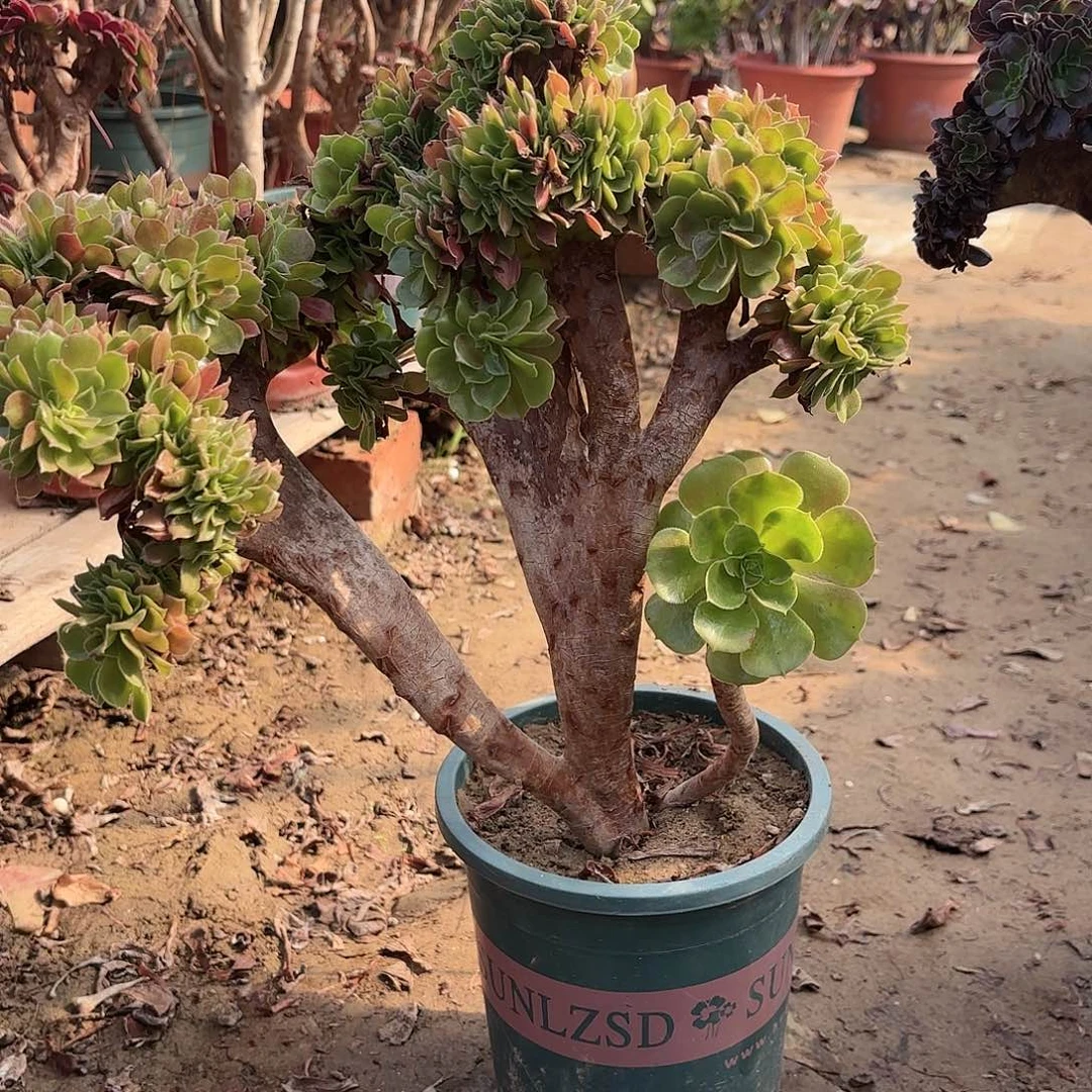 红陶20CM（含）-50CM（不含）