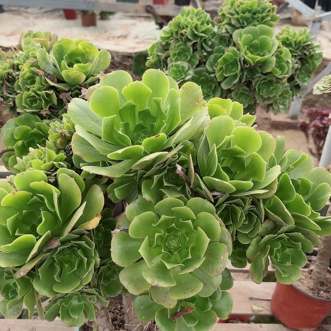 红陶20CM（含）-50CM（不含）