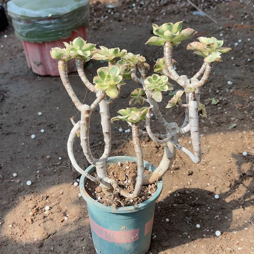 红陶20CM（含）-50CM（不含）