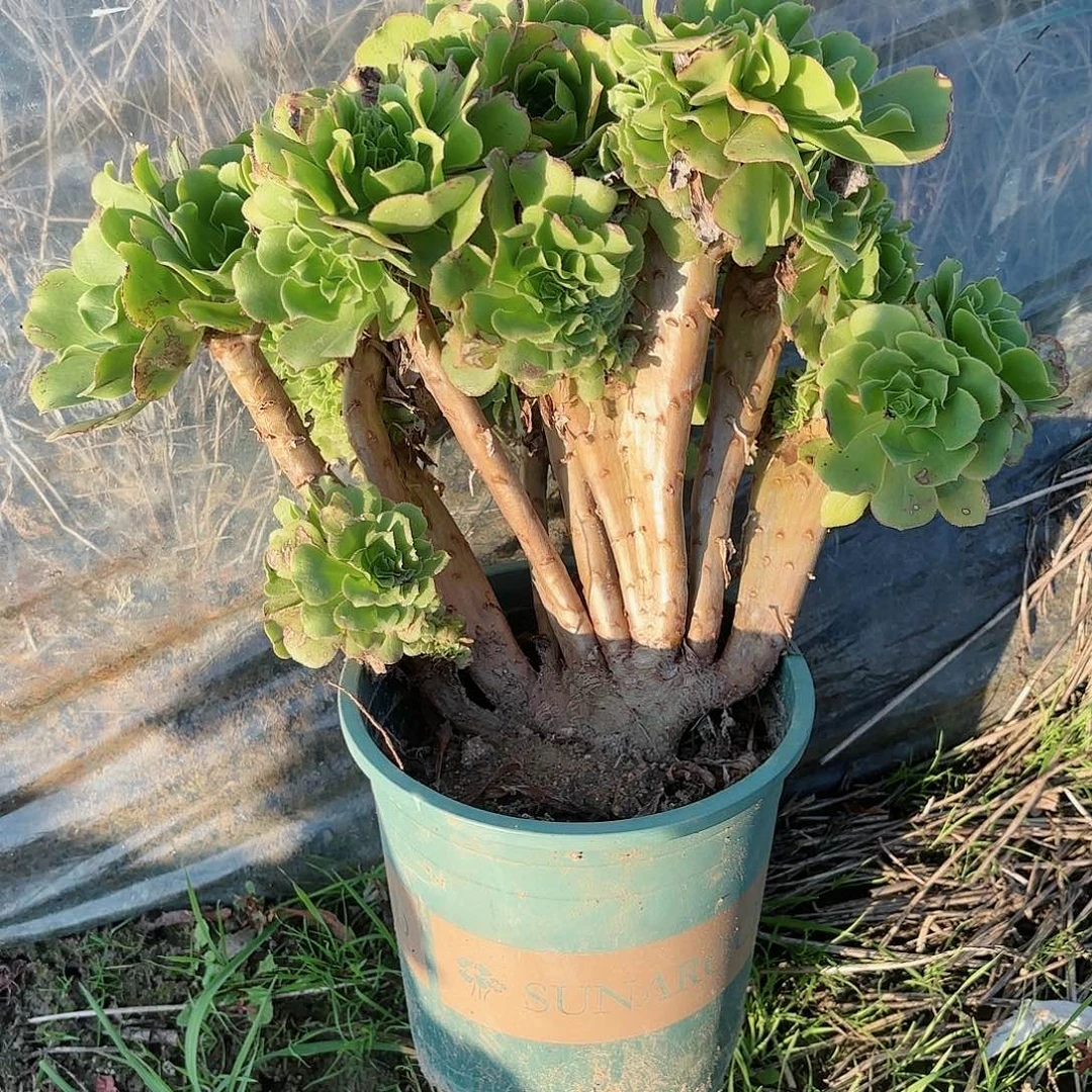 红陶20CM（含）-50CM（不含）