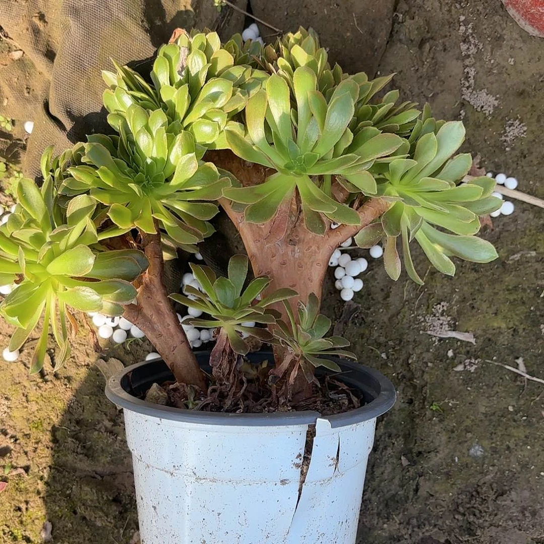 红陶20CM（含）-50CM（不含）