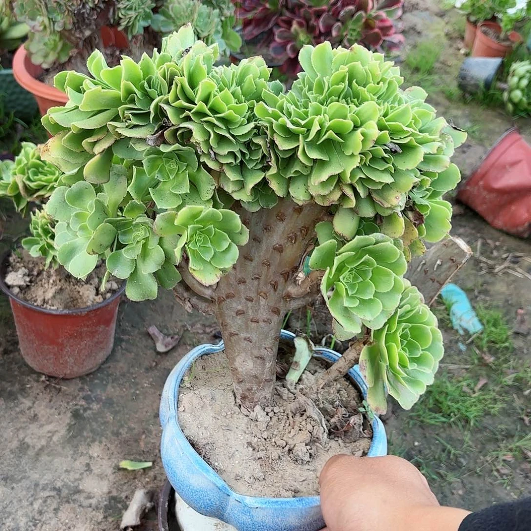 红陶20CM（含）-50CM（不含）