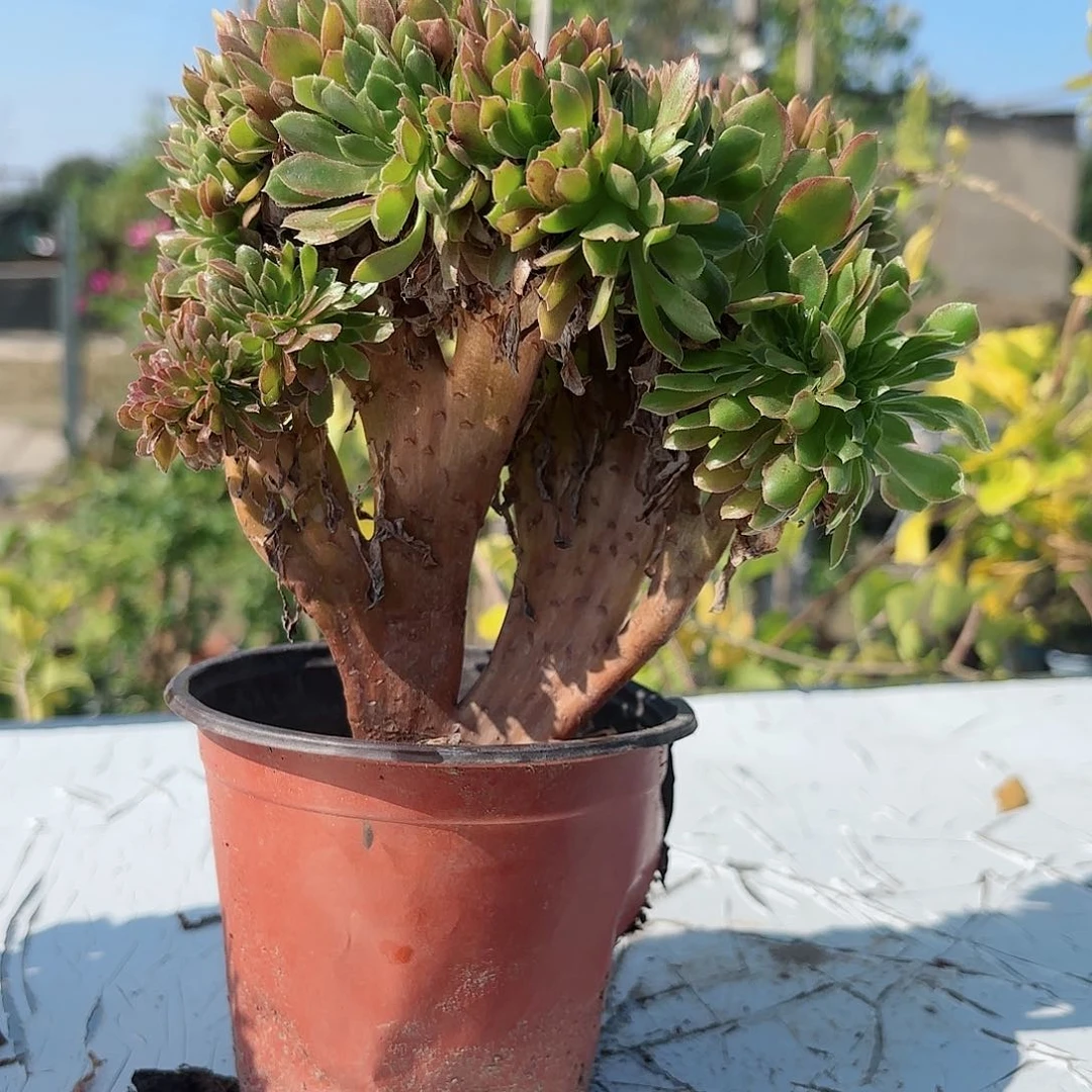 红陶20CM（含）-50CM（不含）