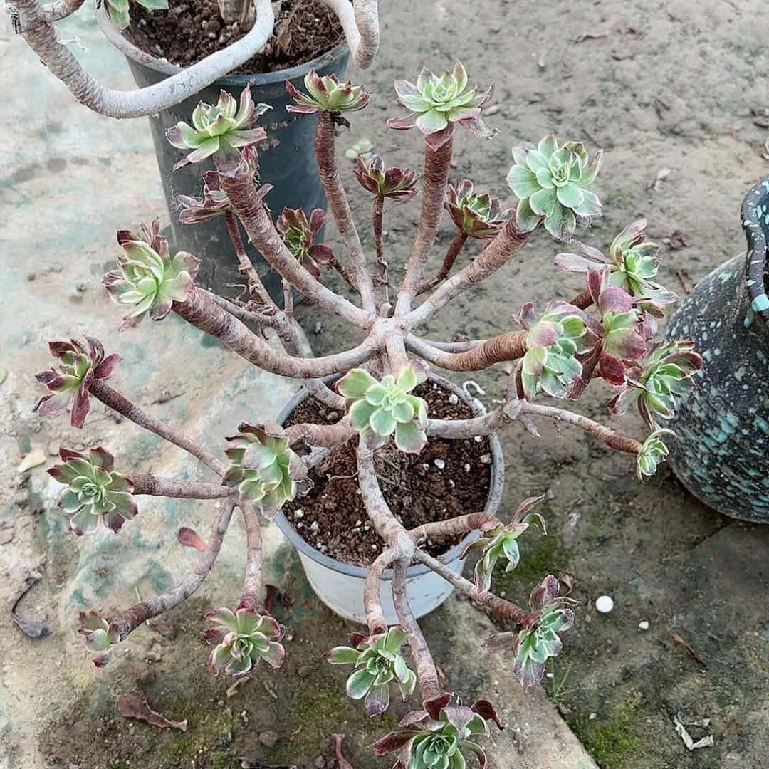 红陶20CM（含）-50CM（不含）