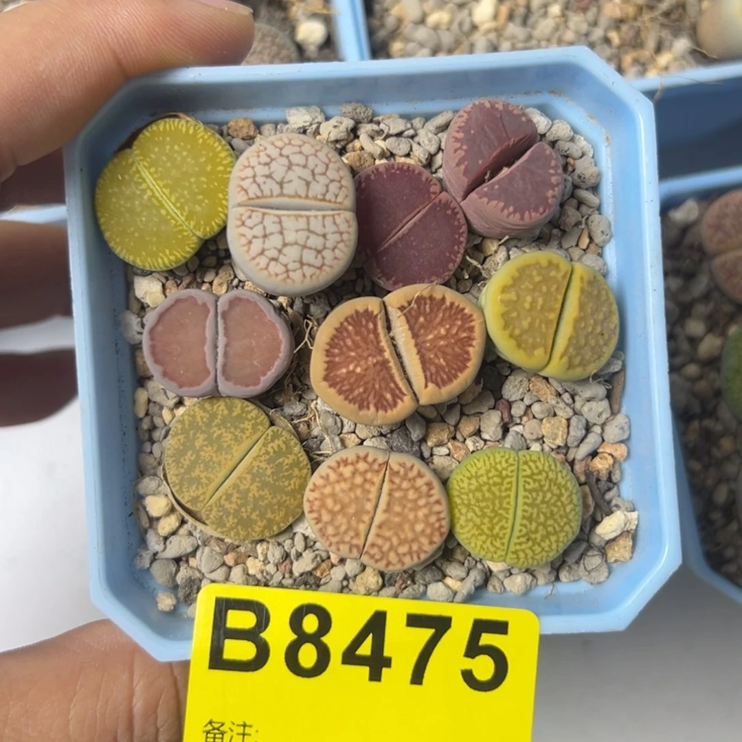 哦*8475彩拼9浪汗1