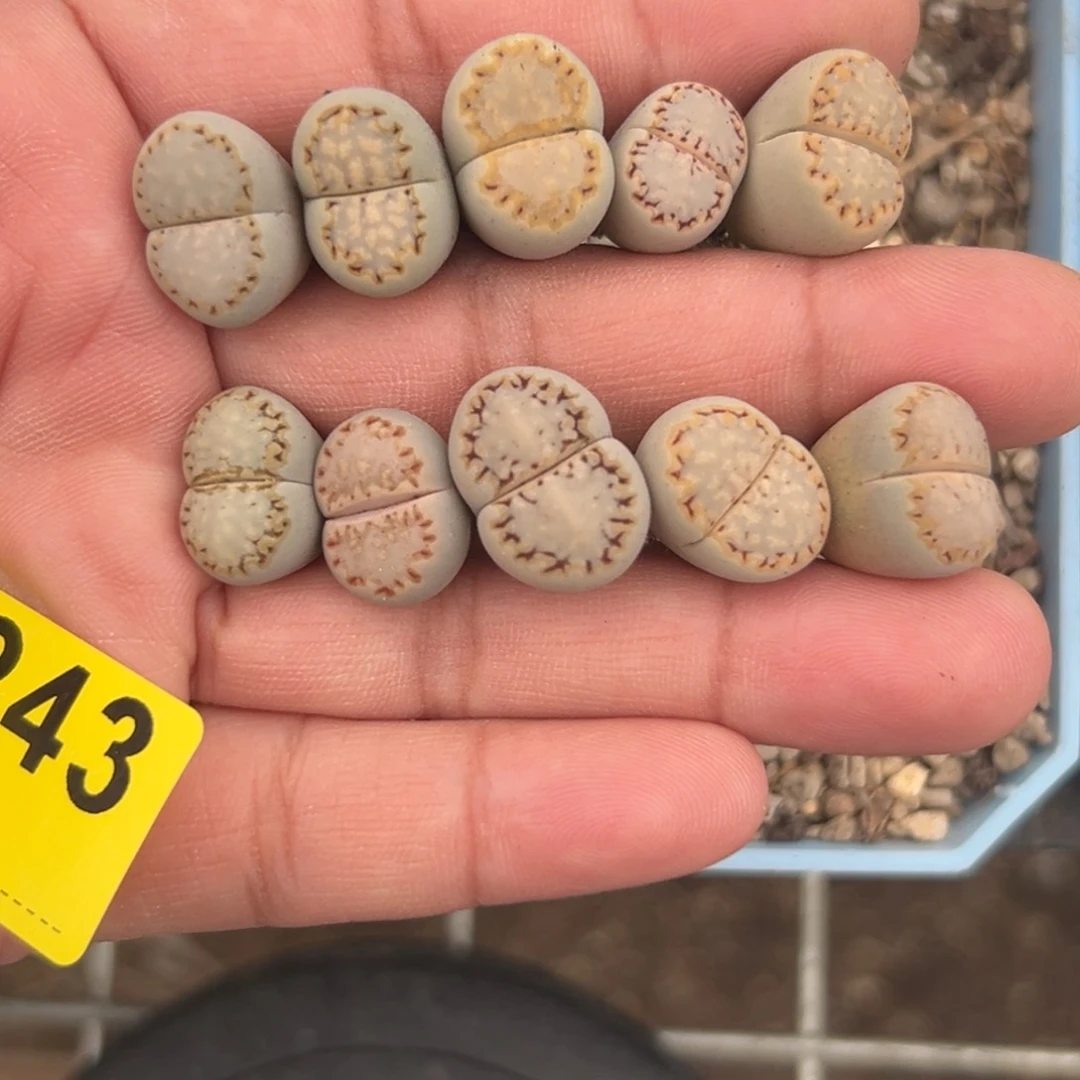 ?****.9243饼干10专拍小可爱