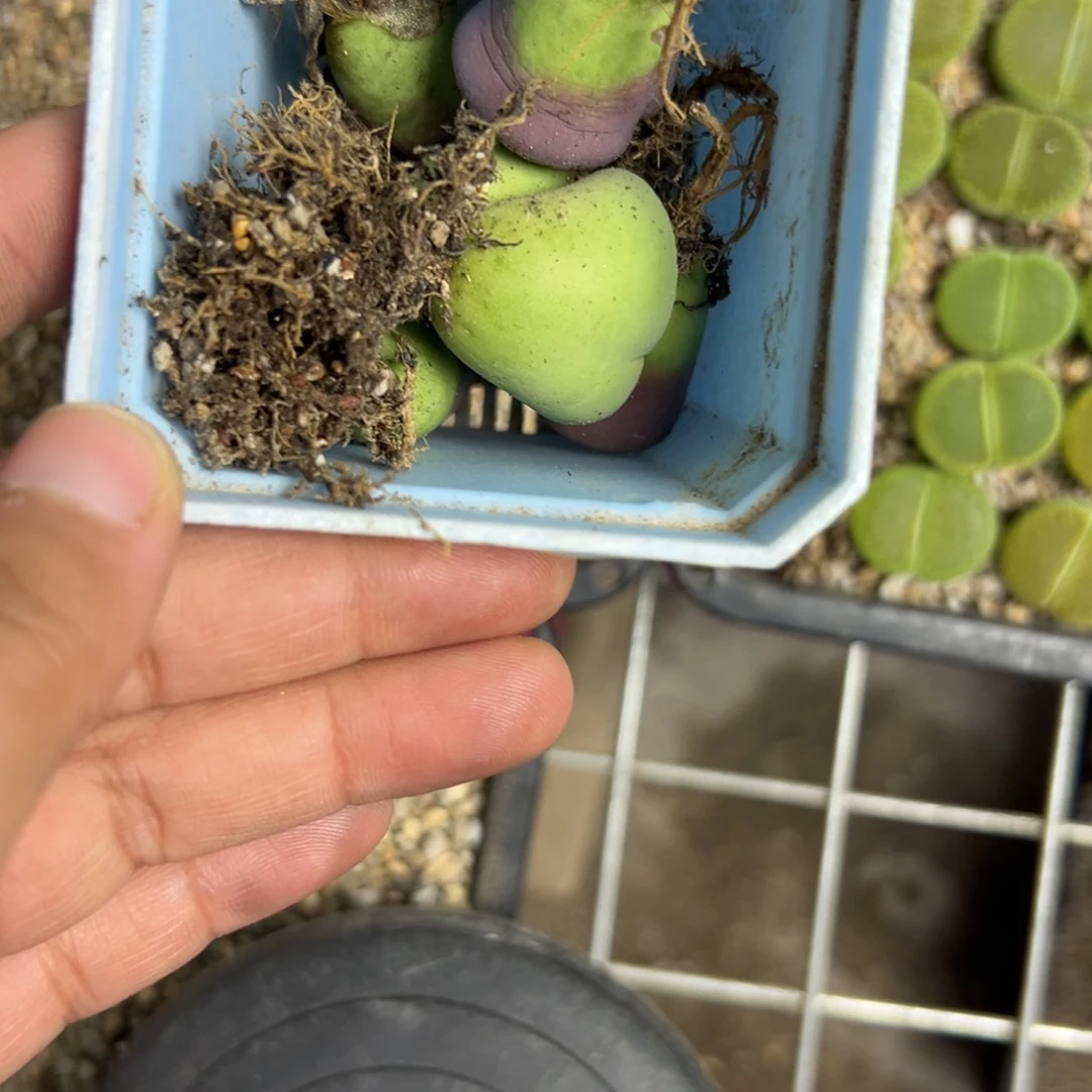 双**珠7904酒红紫熏5绿富阳2