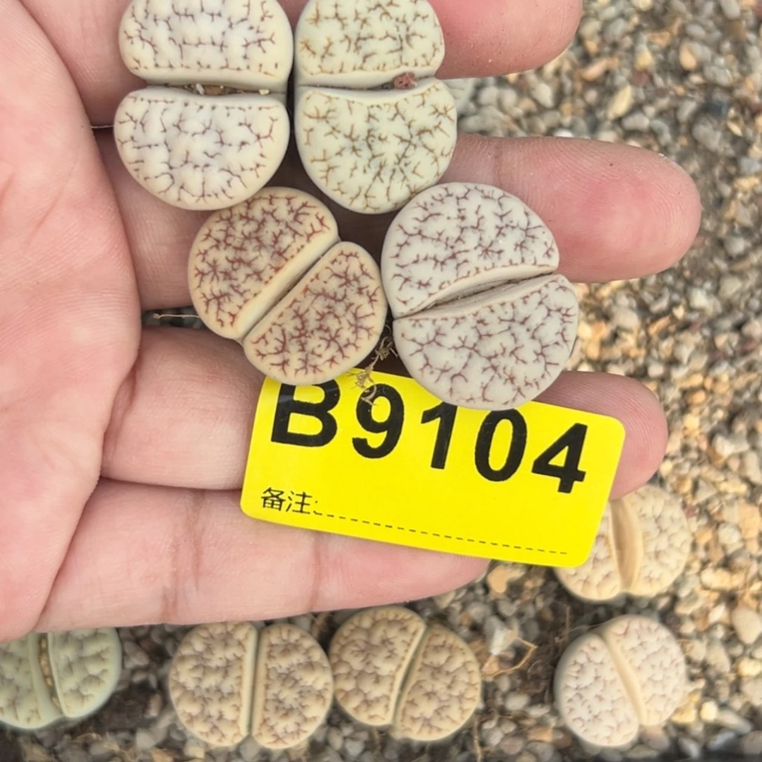 那****r9104荒混4专拍专拍