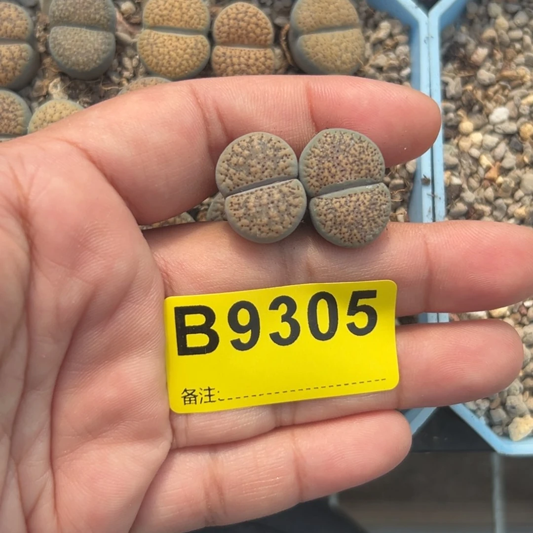 得*。9305血点2专拍专拍