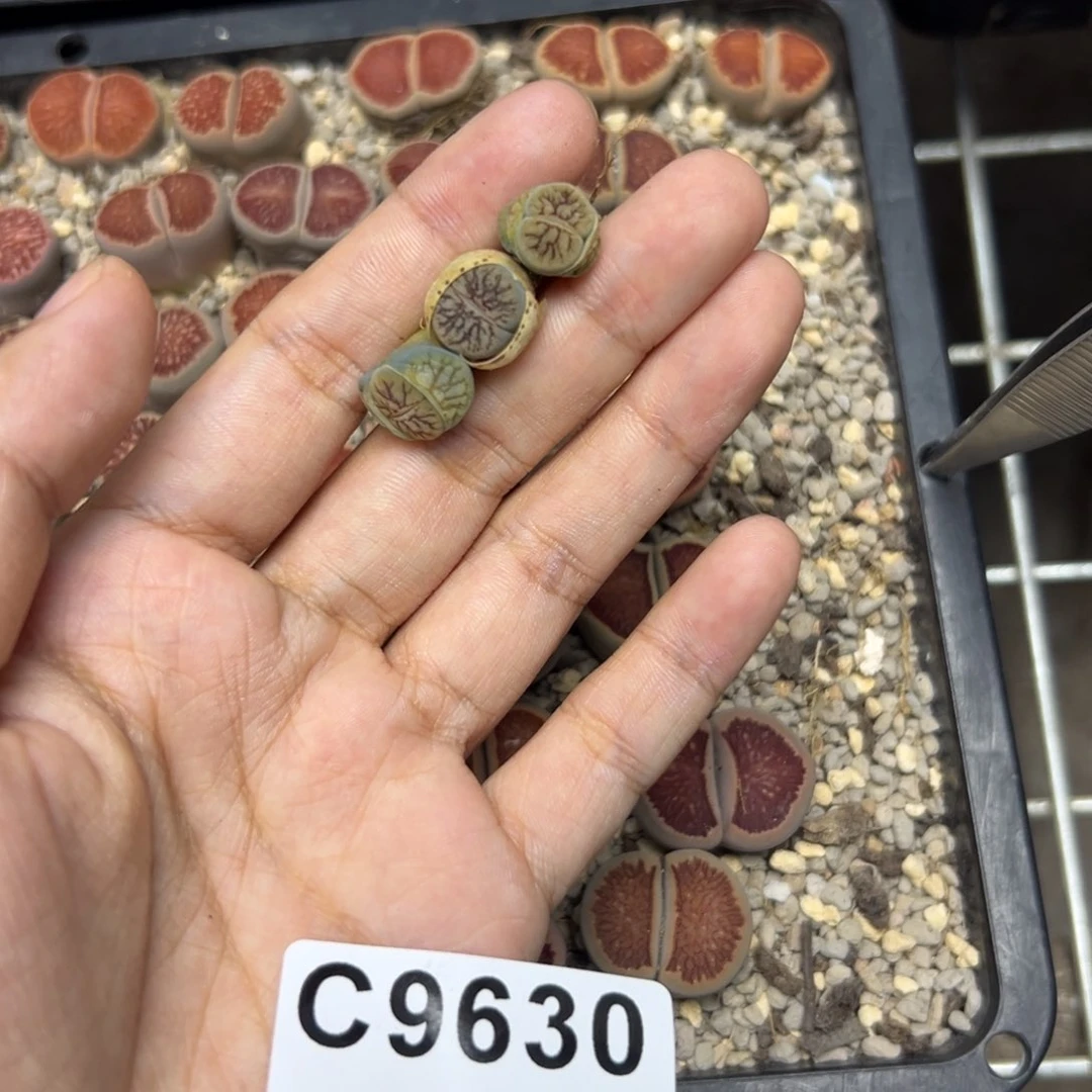 9630运气超好线招福3