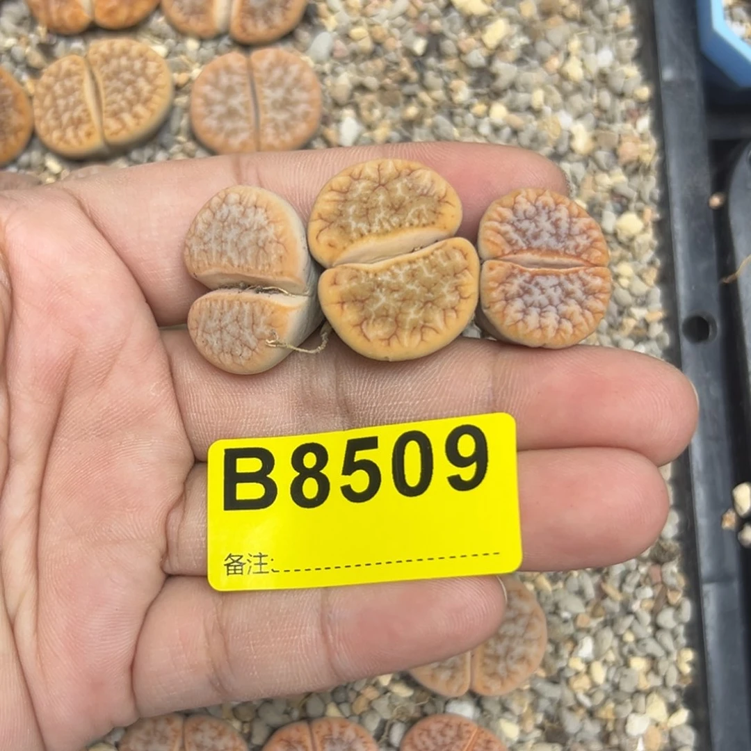 坏*8509铁3专拍专拍